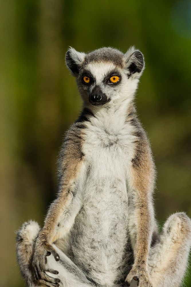 Madagascar-Berenty-Berenty Reserve Ring-tailed lemur